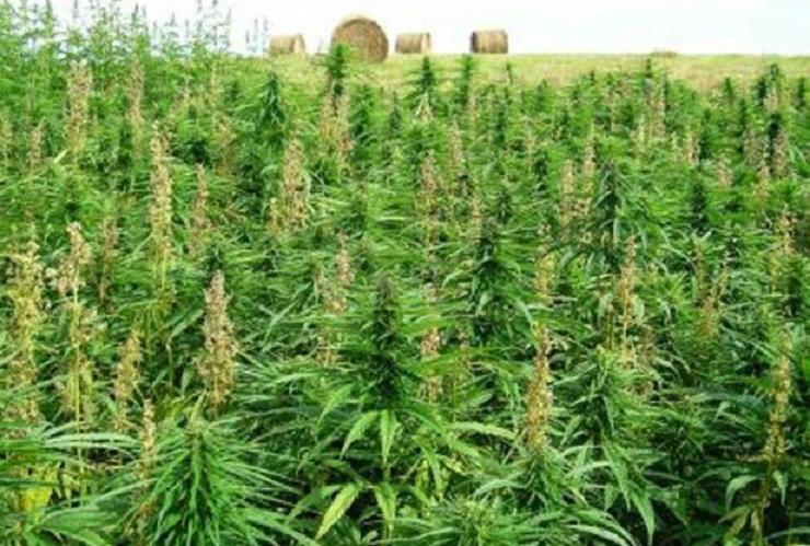 Una piantagione di marijuana