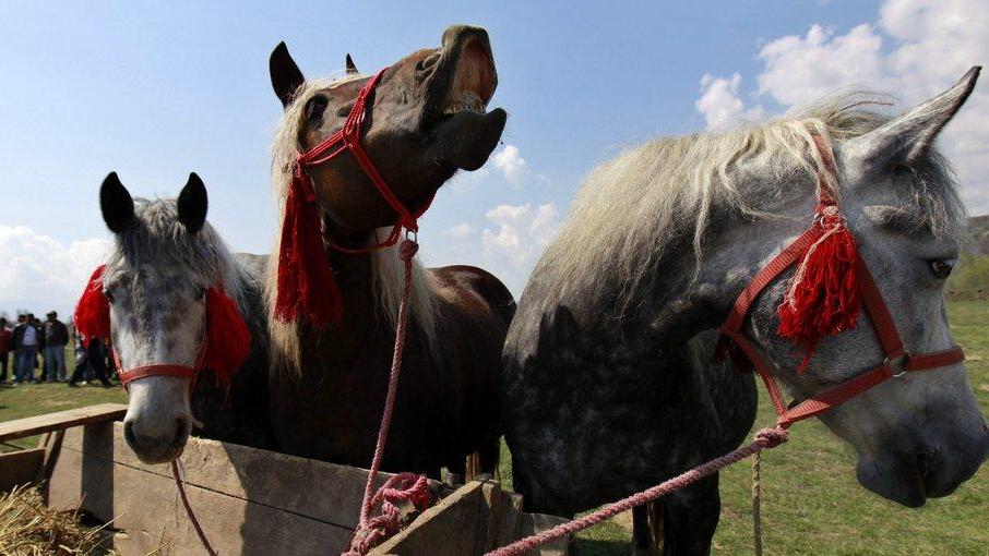 Si “scavalca l’handicap” con la festa Cavalli e carrozze