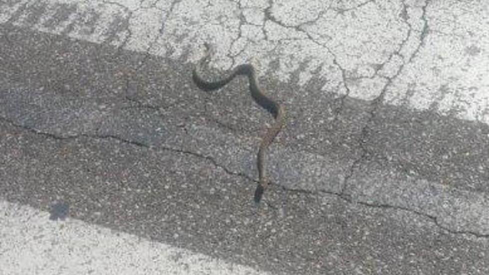 Il serpente attraversa sulle strisce in Corea