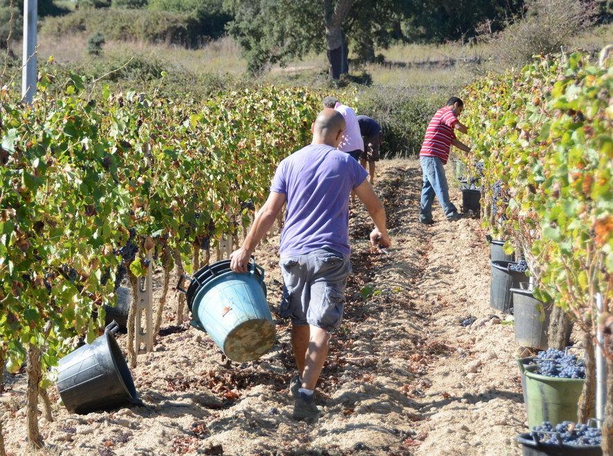 Stasera a Olmedo un incontro su jobs act e agricoltura