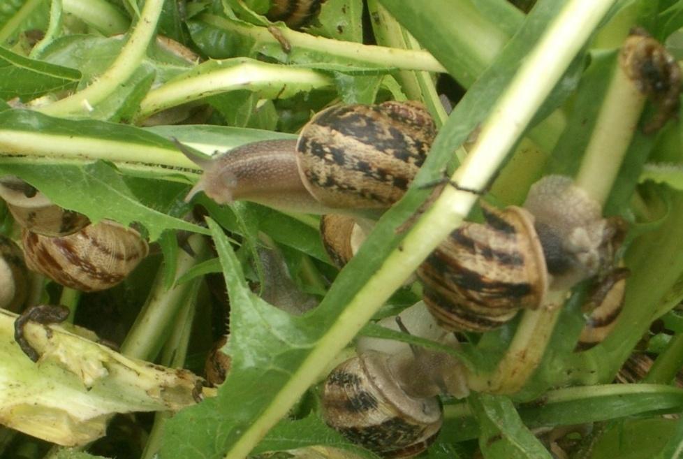 Vietato raccogliere lumache 