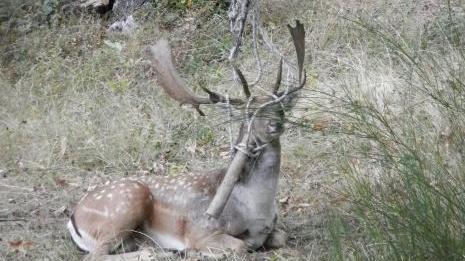 Salvato daino intrappolato in un’altalena