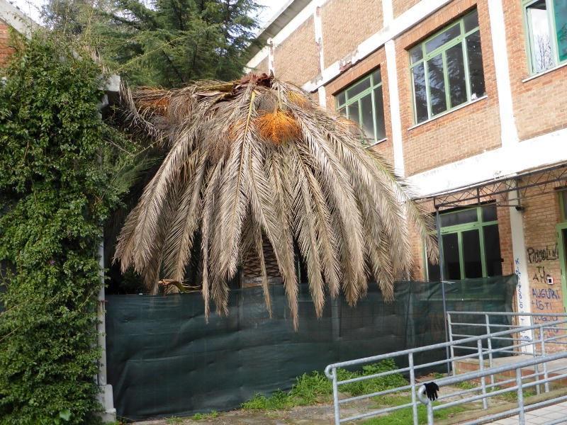 La palma del Cecioni aggredita dal punteruolo rosso