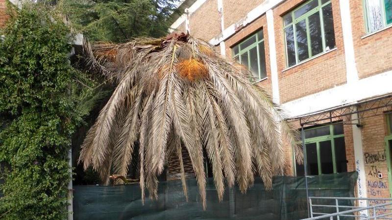 La palma del Cecioni aggredita dal punteruolo rosso