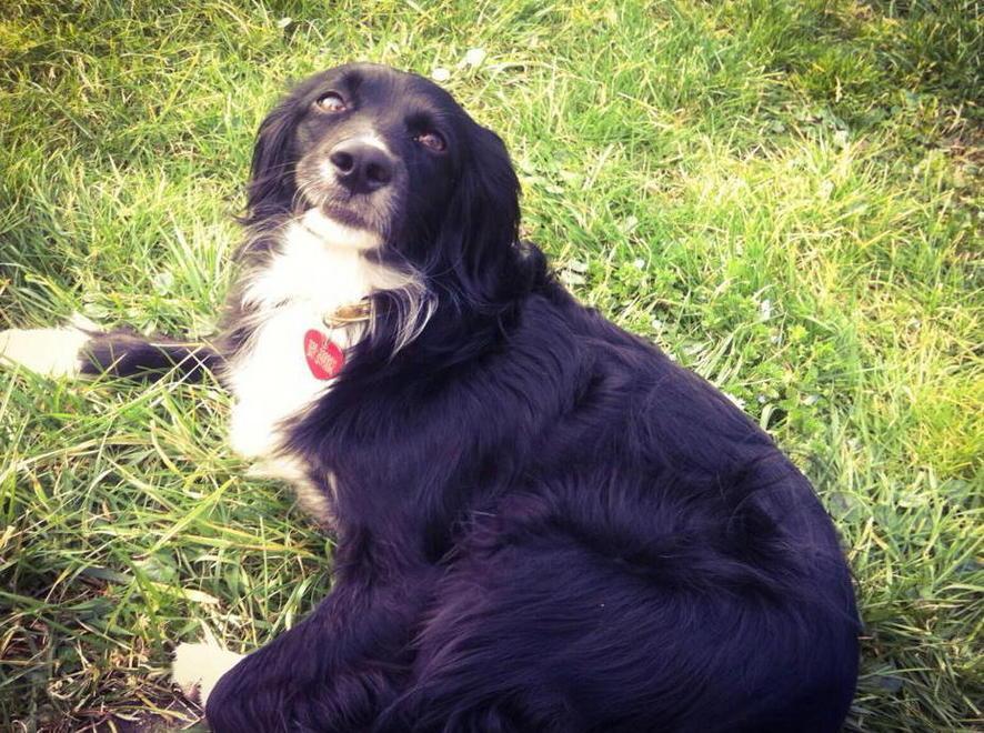 Accoltellato un cane nel giardino di una villetta 
