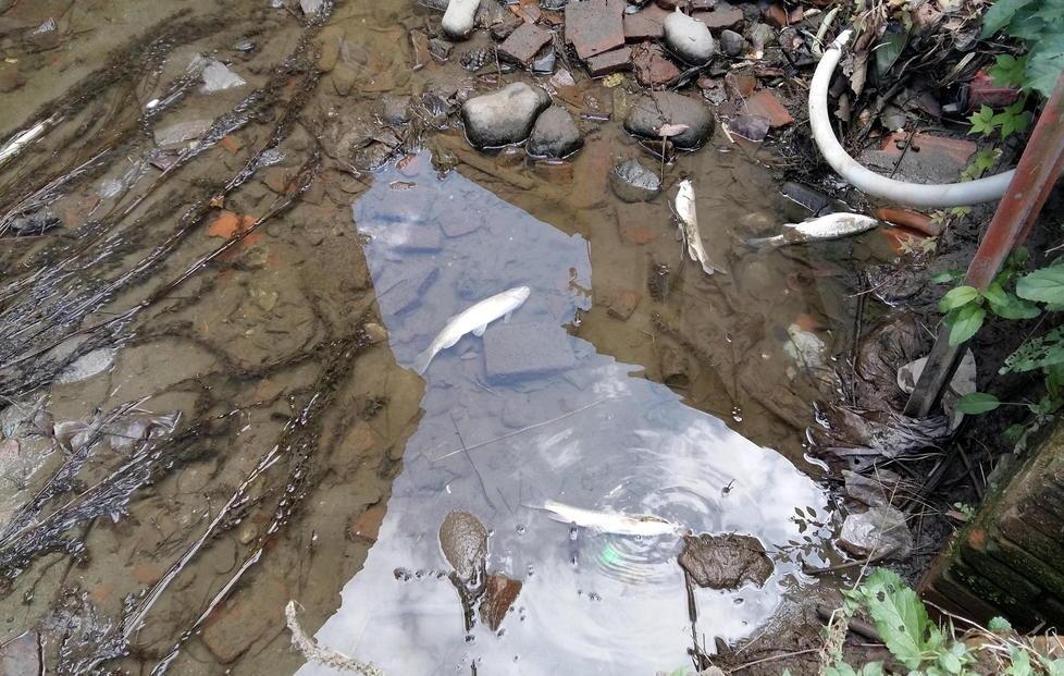 Manca l’acqua, moria di pesci a Lammari 