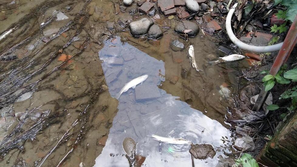 Manca l’acqua, moria di pesci a Lammari