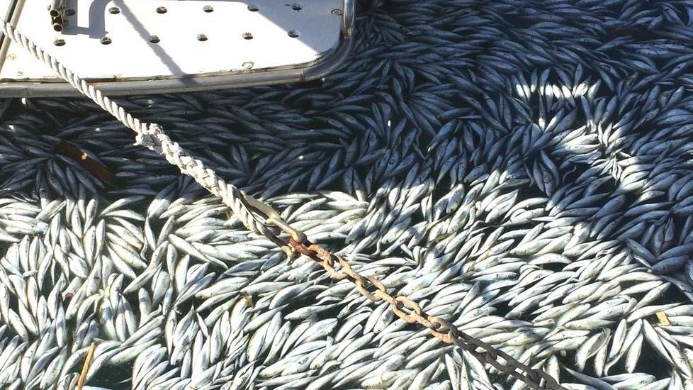 Gettano pesci morti in mare: sanzionati