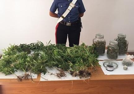 Dietro gli olivastri le piante di cannabis: sequestro da 79 chili 
