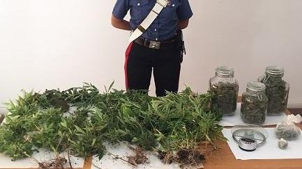 Dietro gli olivastri le piante di cannabis: sequestro da 79 chili
