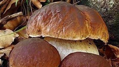Il gruppo Micologico “Franchi” festeggia con un’esposizione
