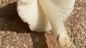 Bimba di 13 mesi morde fungo velenoso