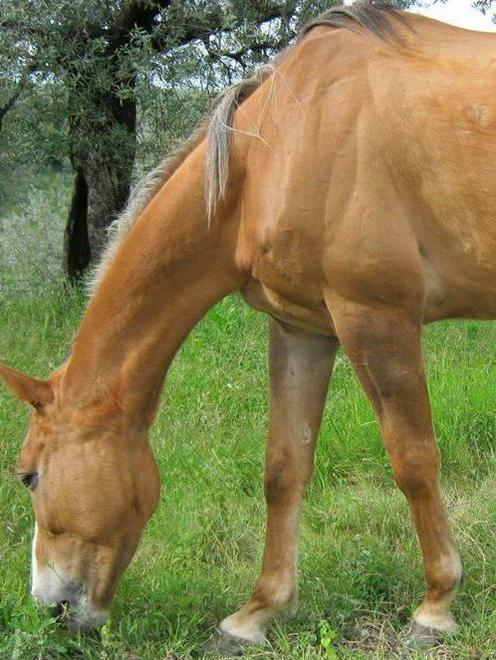 Cavalli in fuga invadono la strada 