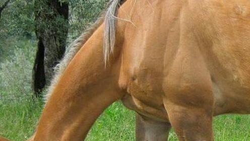 Cavalli in fuga invadono la strada