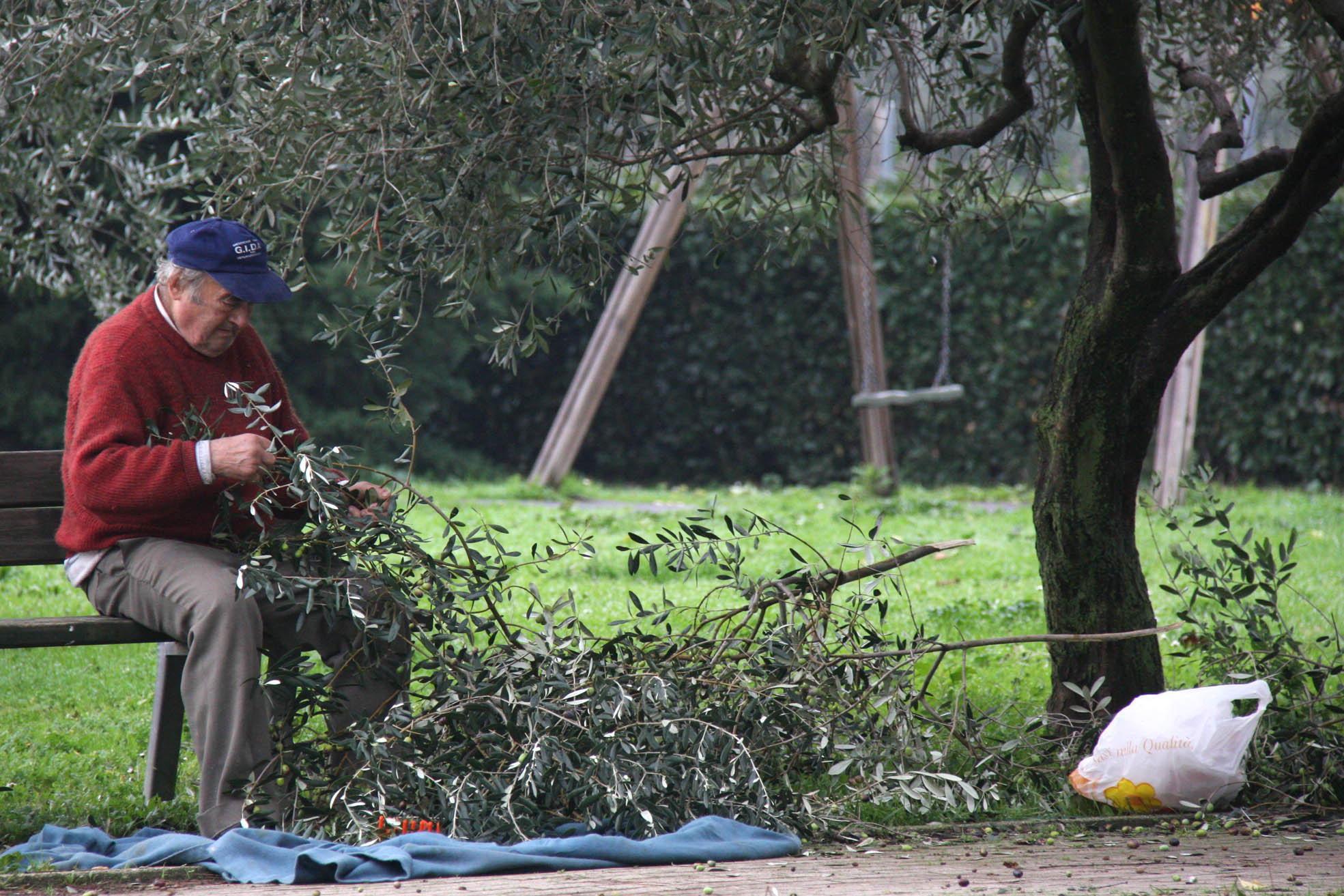 I "nonni" raccolgono le olive dagli alberi dei parchi pubblici (foto Batavia)