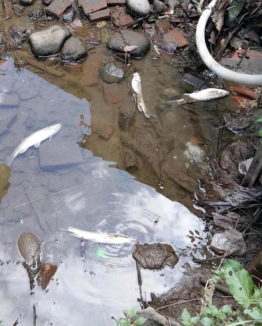 Consorzio Bonifica «Poca acqua nel rio per i lavori di Enel»