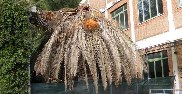 Infettate 14 palme dall’insetto-killer 