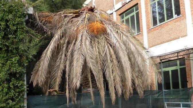 Infettate 14 palme dall’insetto-killer
