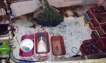 Sequestrata una tonnellata di vongole