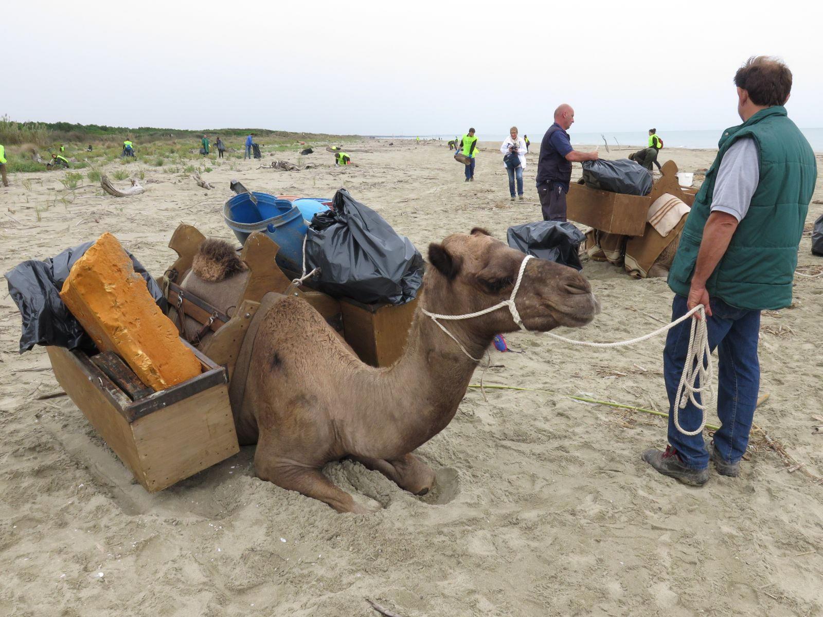 I dromedari sulla spiaggia di San Rossore 