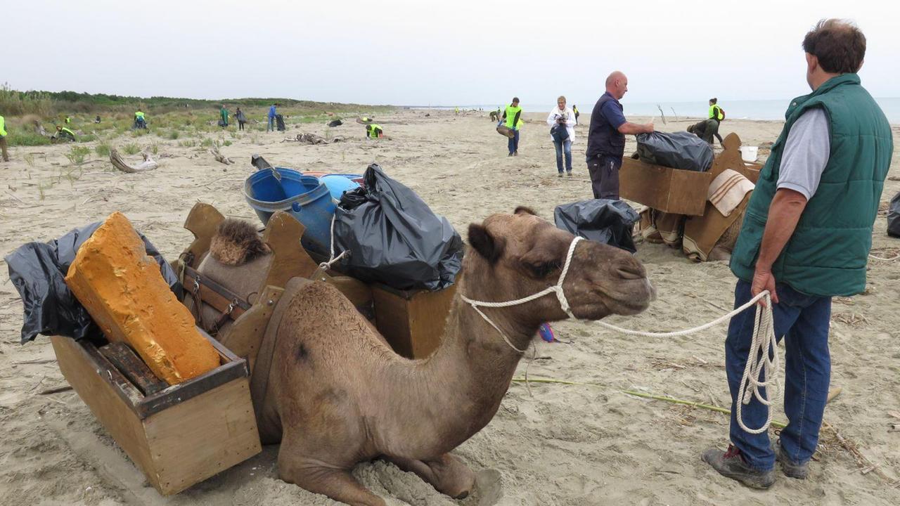 I dromedari sulla spiaggia di San Rossore