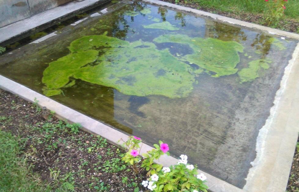 Acqua stagnante nella fontanella