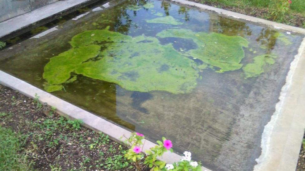 Acqua stagnante nella fontanella