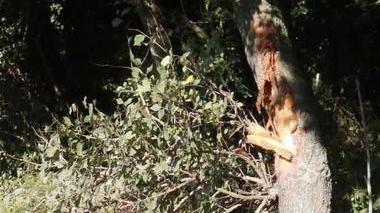 Muore a 23 anni nell’auto ribaltata