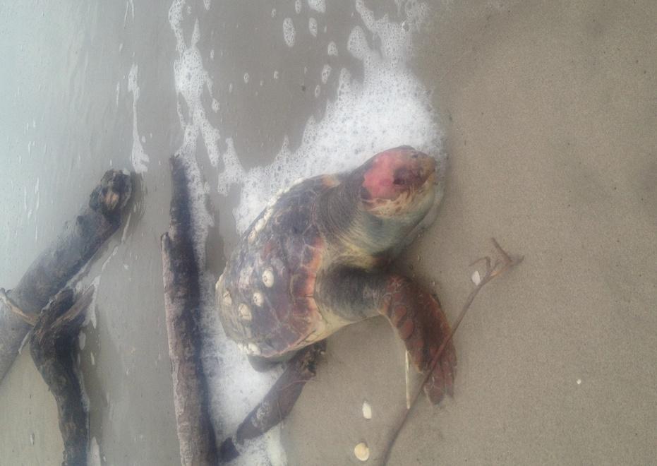 Due tartarughe caretta-caretta trovate spiaggiate 