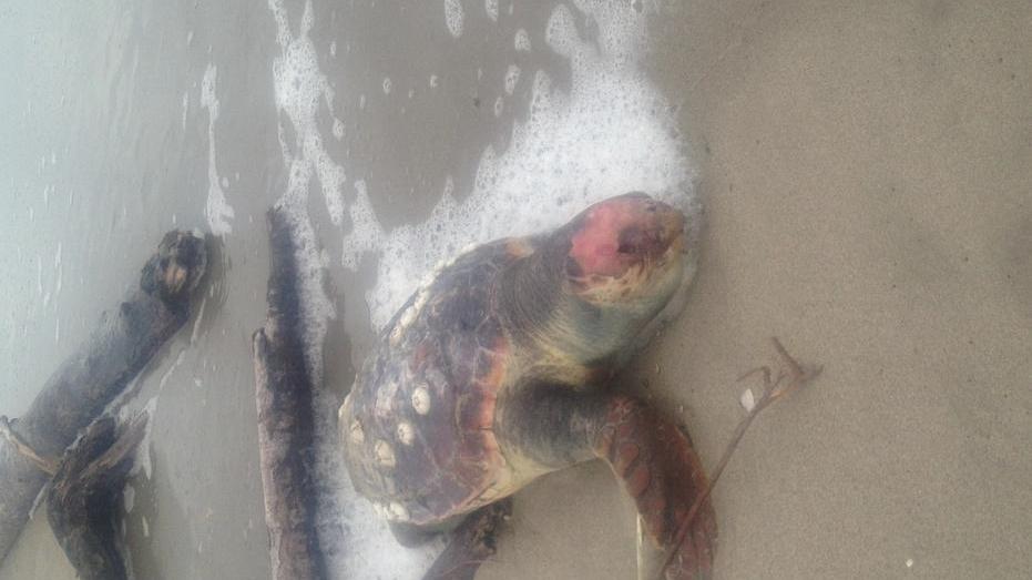 Due tartarughe caretta-caretta trovate spiaggiate