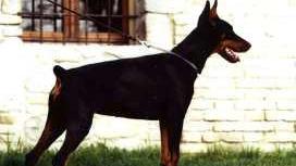 Un esemplare adulto di dobermann