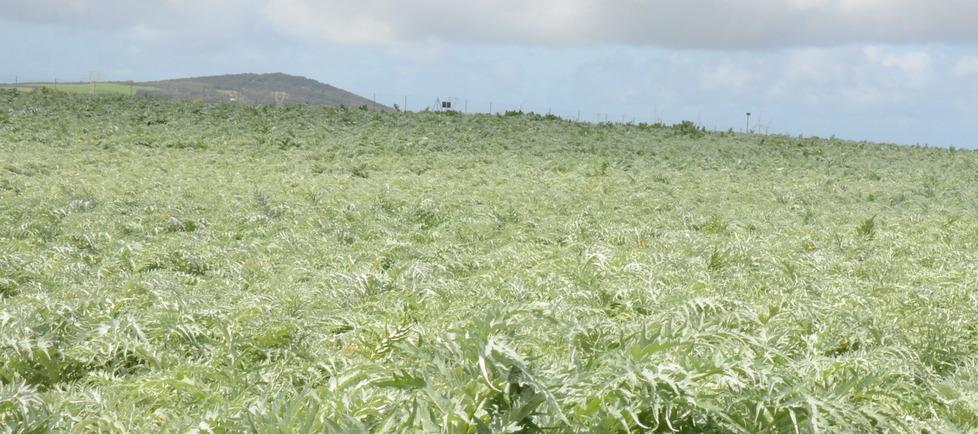 Da Campanedda al podio dell’Oscar Green 