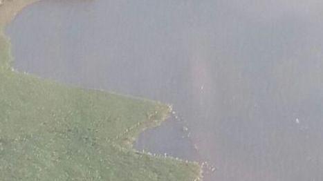 Emergenza giacinti, lo stupore dei pescatori