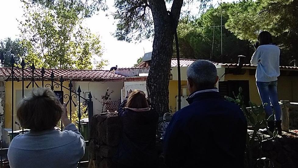 Fila di curiosi a Su Petrosu per una foto con la cicogna