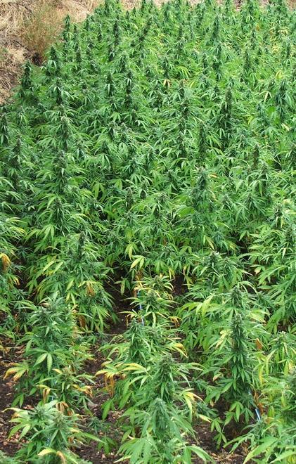 Coltivava droga, patteggia 1 anno 