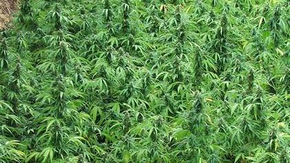 Coltivava droga, patteggia 1 anno