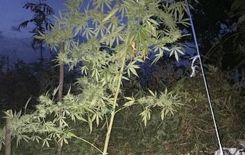 Giovane arrestato perché coltivava marijuana 