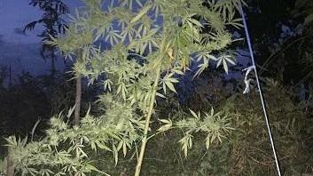 Giovane arrestato perché coltivava marijuana