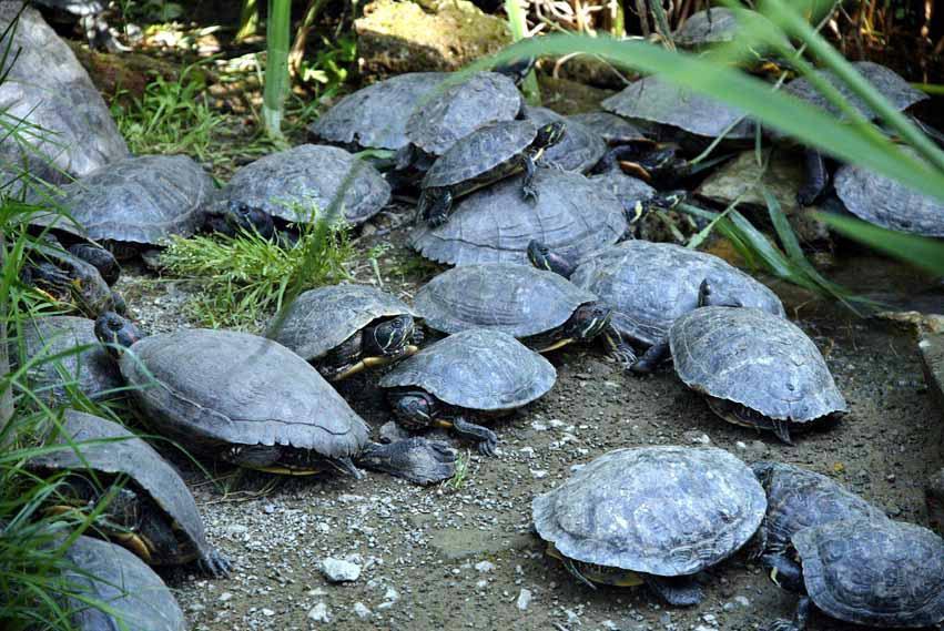 Sequestrate 28 tartarughe maltrattate