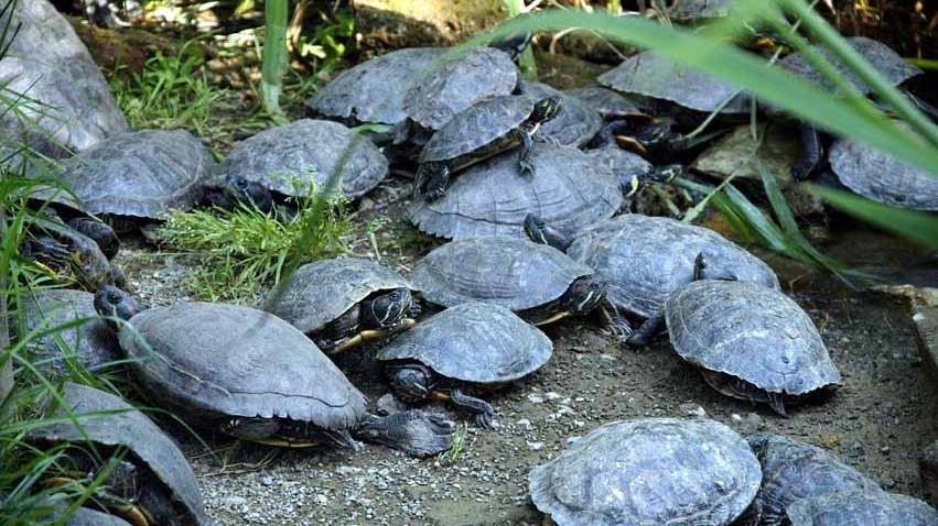 Sequestrate 28 tartarughe maltrattate