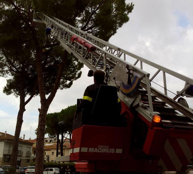 Rimosso dai vigili un ramo pericolante