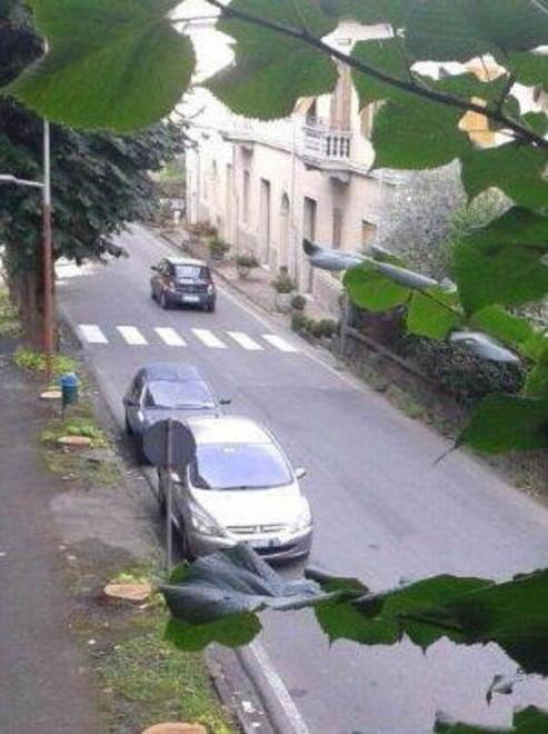 Taglio degli alberi, infuria la polemica 