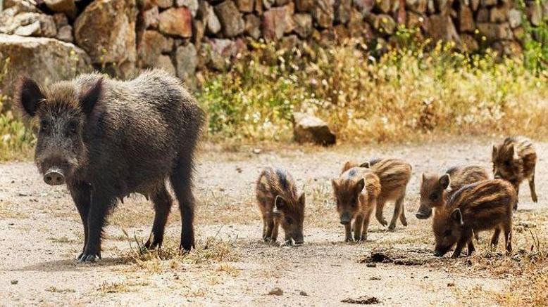 Peste suina, nuove regole per la caccia