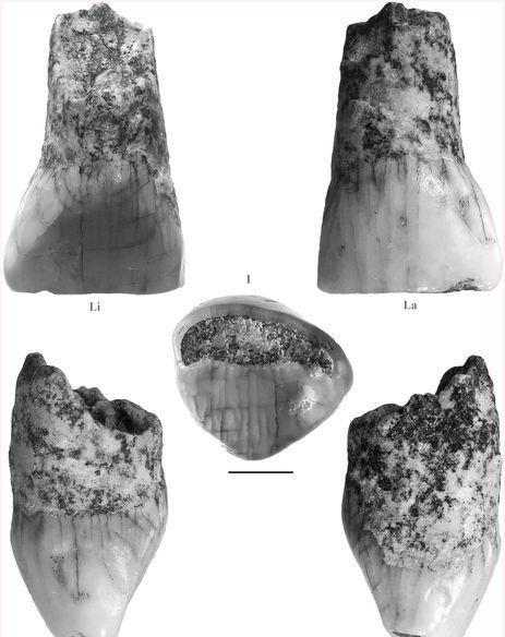 Unife ha scoperto un dente storico di 580mila anni fa 