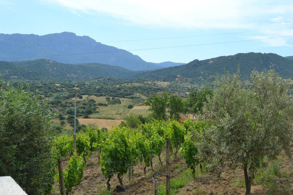 Vigneti nelle campagne di Orgosolo