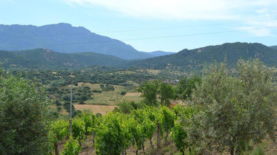 Vigneti nelle campagne di Orgosolo