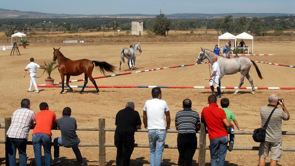 Tanca Regia, cavalli fa rima con produzioni 