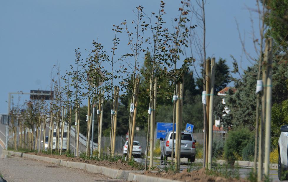 Due chilometri di alberi nel regno del jogging