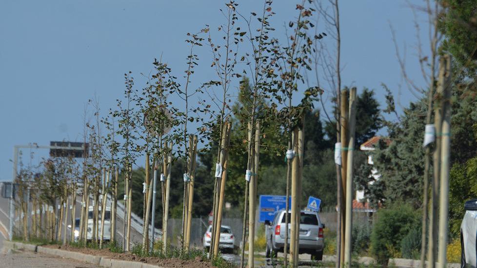 Due chilometri di alberi nel regno del jogging