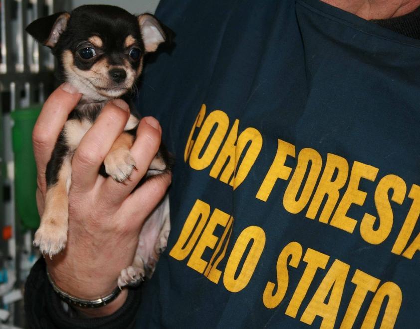 Cani sequestrati, la donna sostenuta da una onlus 
